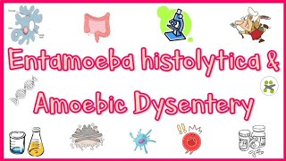 Amebiasis Amoebic Dysentery  Pathogenesis Clinical presentation Diagnosis amp Treatment [upl. by Meehahs]