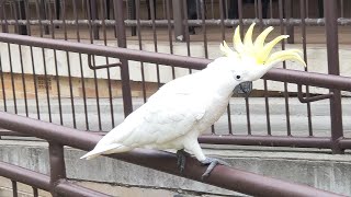 The Sulphur crested Cockatoo 葵花凤头鹦鹉 breezy728 [upl. by Epp]