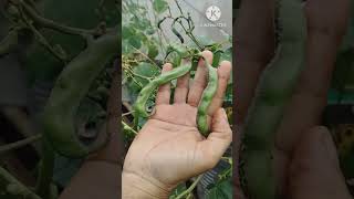 Home made pesticide for chikkudu plant 💯 work youtubeshorts shorts organicfarming [upl. by Eanel]