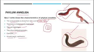 phylum annelida kingdom animalia biology fscbiology [upl. by Linzer]