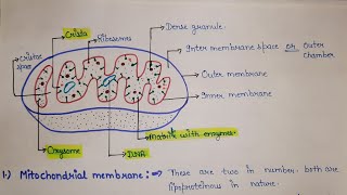 structure and functions of mitochondria  what is mitochondria mitochondria [upl. by Aihseken]