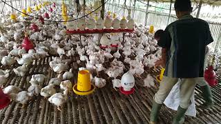 bobotberat ayam broiler di umur 27 hari 175 KG [upl. by Annola242]