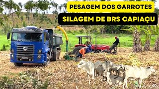 Dia de muito trabalho  Pesagem dos Garrotes e Silagem do BRS CAPIAÇU [upl. by Oidale]