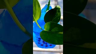 diy ideas shorts planter घरातीलवस्तू [upl. by Brook]