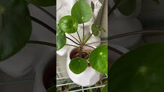 pilea peperomioides chinesemoneyplant houseplants indoorplants plantlover indoorjungle plants [upl. by Monk]