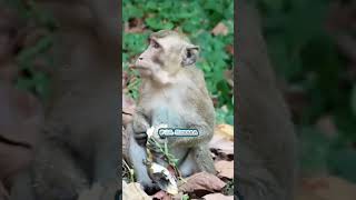 I was so hungry that I ate it in a hurry Macaca Macaque Monkey Bandar Monkey eating bananawild [upl. by Elayor761]