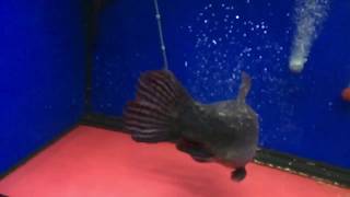 Feeding my 27 Inches Suriname Aimara wolffish [upl. by Yaeger]