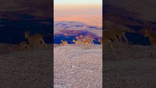 Nubian Ibexes Wild Desert Goats Ramon Crater 🐐🏜️🇮🇱 hiking israel wildlife [upl. by Lombard]