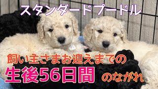 【スタンダードプードル】子犬お引渡しまでの56日間。ブリーダー目線 [upl. by Jeffy]