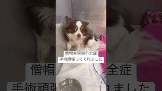 僧帽弁閉鎖不全症、4時間にも及ぶ大手術を頑張ってくれました…！犬 チワワ 僧帽弁閉鎖不全症 肺水腫 dog [upl. by Colene249]