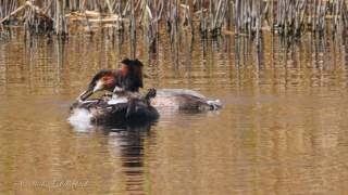 Great Crested Grebe Podiceps cristatus with Chicks  Haubentaucher mit Küken [upl. by Noxaj207]