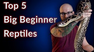 Top 5 BIG Beginner Reptiles [upl. by Alyworth]