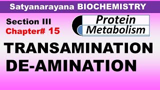 Chp15 Part2 Satyanarayana Biochemistry  Transamination amp Deamination  Amino Acid Metabolism [upl. by Ynnot]