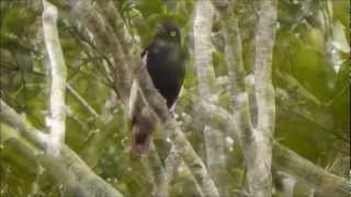 Whitewinged Cotinga  Anambédeasabranca  Xipholena atropurpurea [upl. by Negem]