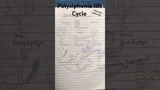 Polysiphonia life Cycle bsc bed 1st sem [upl. by Antoine216]