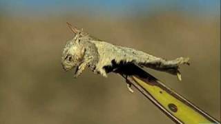 Loggerhead Shrike Impales Horned Lizard [upl. by Azpurua178]