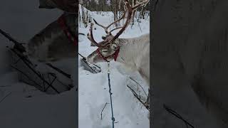 Lappland Finland dream lappland finland reindeer rentier husky [upl. by Oneg]