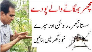 Mosquito repellent plants  DIY home made bug repellent  گھریلو مچھر بھگاو سپرے [upl. by Bergess122]