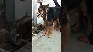 German shepherd grooming ✅ Lucknow rajajipuram comedy [upl. by Clarkson838]