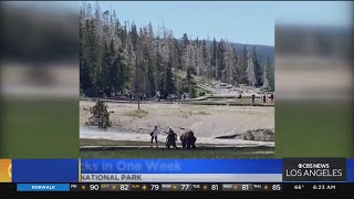 Bison attacks 71yearold woman at Yellowstone National Park [upl. by Damal]