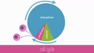 Cell Cycle [upl. by Gideon737]