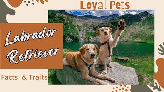 The Labrador Retriever A Loyal Pet [upl. by Ecnerwal]