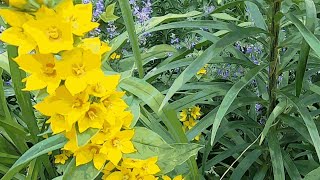 Growing Yellow Loosestrife [upl. by Asirram]