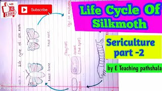 sericulture B sc 3rd year zoologylife cycle of silkworm bombyx mori [upl. by Aia]