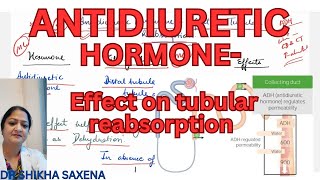 Anti diuretic hormone Effect on tubular reabsorption of water mechanism [upl. by Sher]