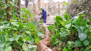 SHOCK encounter with a GIANT PYTHON while cleaning up an abandoned garden overgrown with grass [upl. by Fablan404]