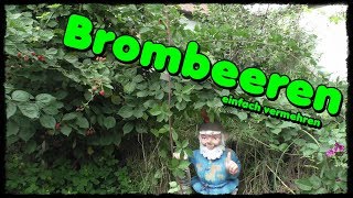 👨🏻‍🌾 Brombeeren einfach vermehren 🌿 [upl. by Ytsanyd]