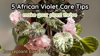 TOP 5 African Violet Care Tips  How To Water Lighting Repotting Fertilizer  Houseplant Care 101 [upl. by Lierbag511]