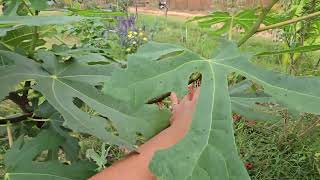 Easiest fruit tree to grow pruning my fig to a tree form [upl. by Losse477]