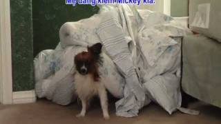 Papillon the Talking Dog  Dog Hides to Avoid Bath [upl. by Kathy875]