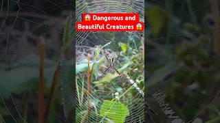 Wild Spider 🕷️  spider insects wildlife [upl. by Saenihp]