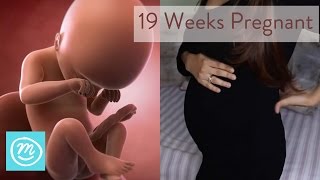 19 Weeks Pregnant What You Need To Know  Channel Mum [upl. by Miah]