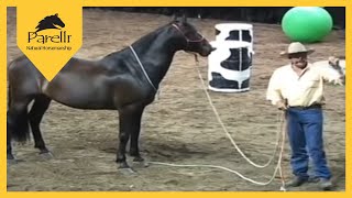 Parelli Natural Horse Training Tip  What Is Respect [upl. by Fu]