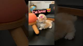 Cat lovers😻MirzaAamir369 shorts trending funny viral cat music funnycats [upl. by Ahsiuqet662]