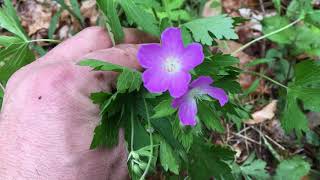 Wild Geranium or Cranesbill video  Geranium maculatum [upl. by Assilana]