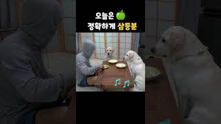 사람탈 쓴 리트리버랑 과일 먹다 주인이 나가버린 이유 shorts [upl. by Olyhs891]