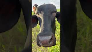 QUE CURIOSAS SON LAS VACAS 😱❤️ shortsvideo cow farm [upl. by Hyman936]