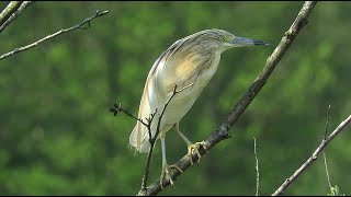 Squacco heron  Ardeola ralloides  Crabier chevelu  Ralreiger  Virelles  Belgium  May 13 2023 [upl. by Jamnes]