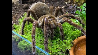 Custom made enclosures for the Beastie Room and Theraphosa stirmi rehouse [upl. by Betta]