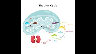 Reactions Steps of Urea Cycle and Significance or Importance of Urea Cycle pathway to Man [upl. by Bush]