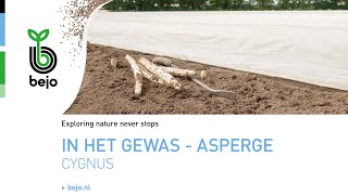 Bejo Benelux  In het gewas  asperge  Cygnus [upl. by Boynton84]