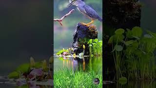 Striated Heron Hunting Fish shorts youtubeshorts birds [upl. by Amaerd]