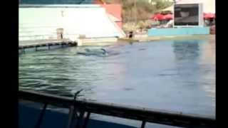 Attaque dorque au Marineland dAntibes Killer Whale attack trainer in France [upl. by Etteiram]