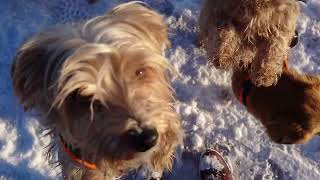 Winter in Bocholtz  Spaziergang mit puppies [upl. by Bellda]