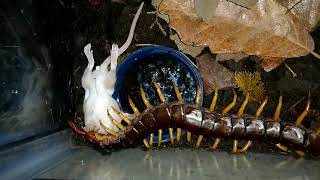 Scolopendra dehaani eating mouse [upl. by Haodnanehs]