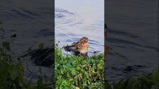 Huge alligator having a snack captured at Paynes Prairie FL🐊 alligator paynesprairie viralshorts [upl. by Boylan366]